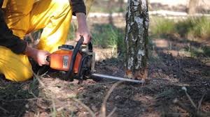 Best Tree Preservation Services  in Squaw Valley, CA